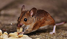 ant-control Experts in Sun Valley